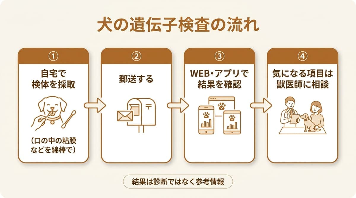 犬の遺伝子検査の流れ(自宅で検体を採取・郵送・WEBで結果確認・気になる項目は獣医師に相談)をまとめたカード型の図解