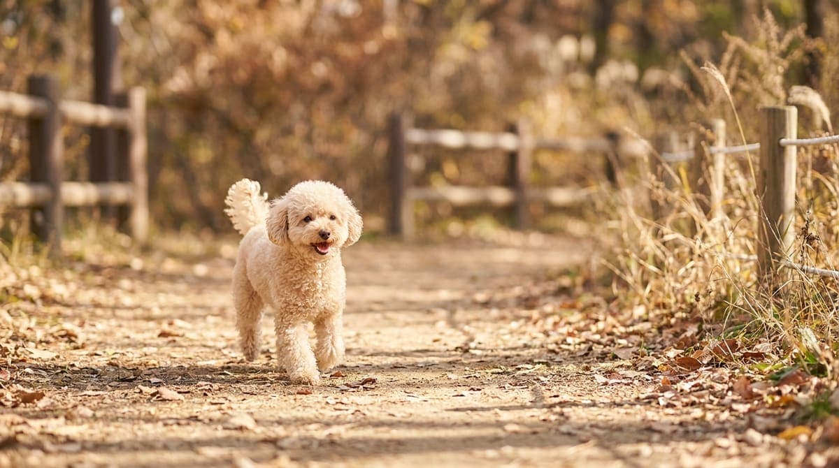 屋外で散歩を楽しんでいる一頭の犬