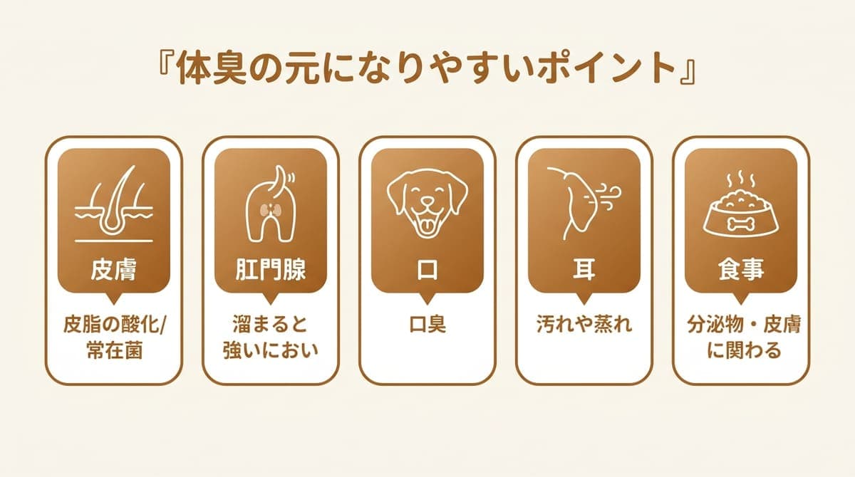 犬の体臭の元になりやすいポイント(皮膚・肛門腺・口・耳・食事)を整理したカード型の図解