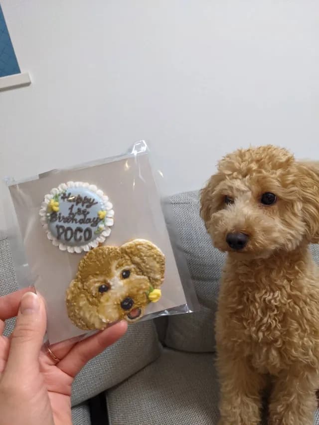 1歳の誕生日に似顔絵アイシングクッキーと並ぶポコ