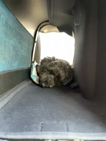 ふだんのテン