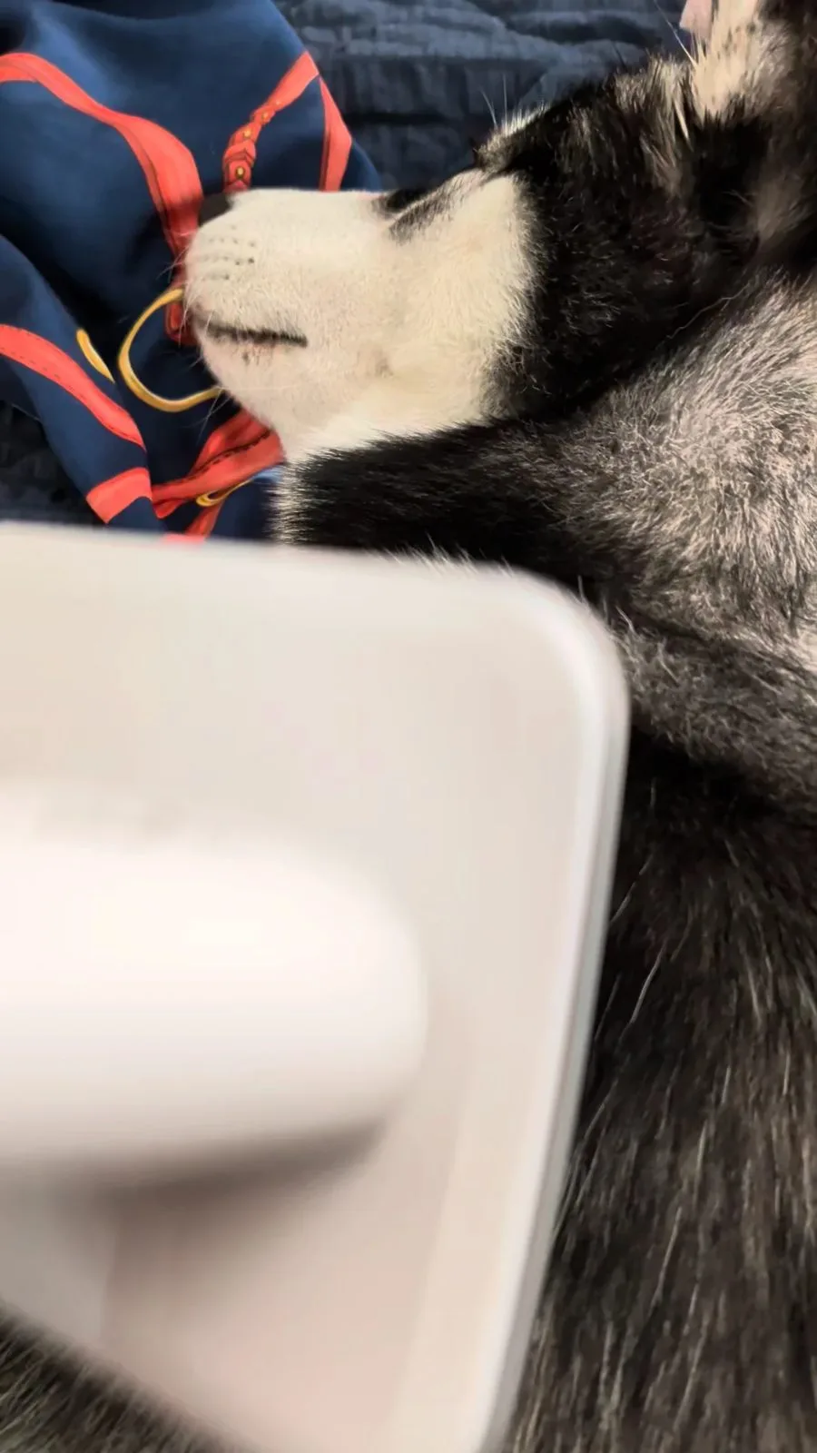 ふだんのはす