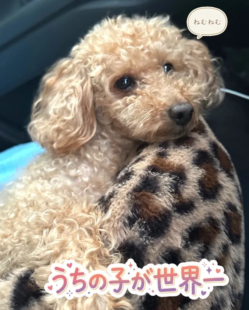 ふだんのプク