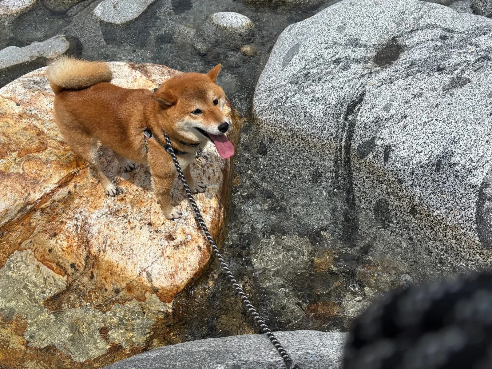 柴犬のカットスタイル