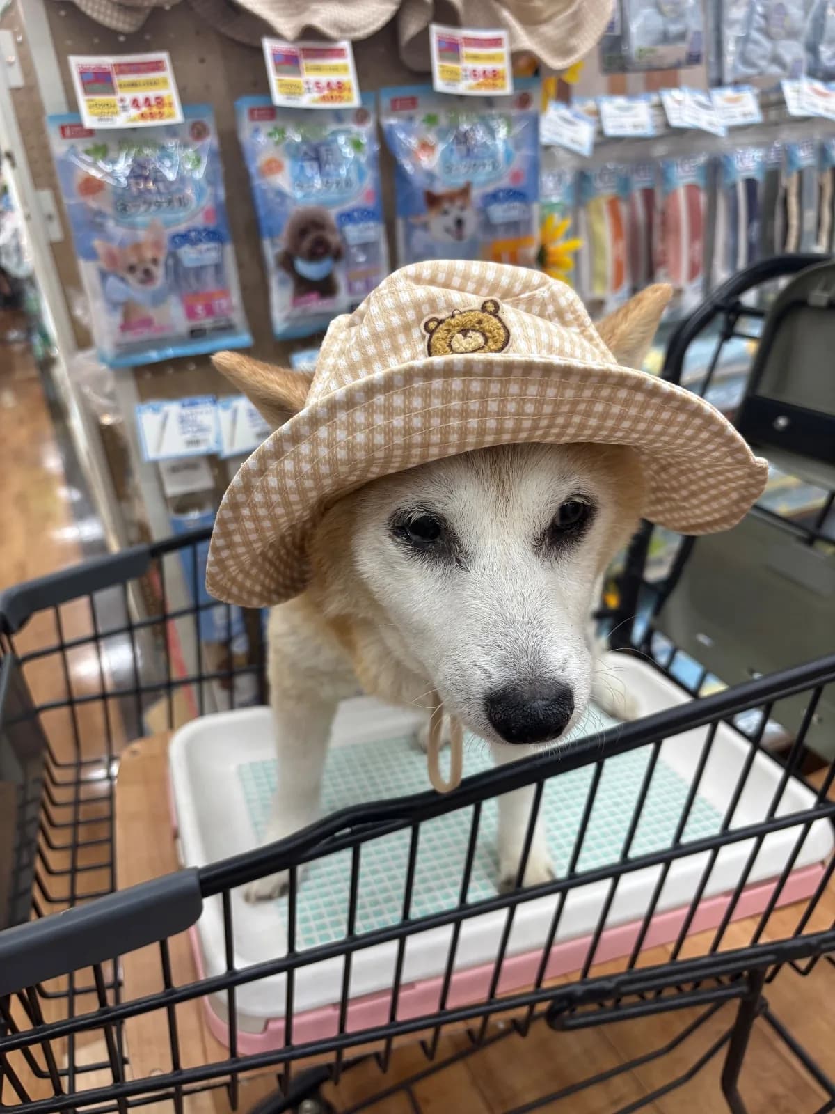 柴犬のカットスタイル