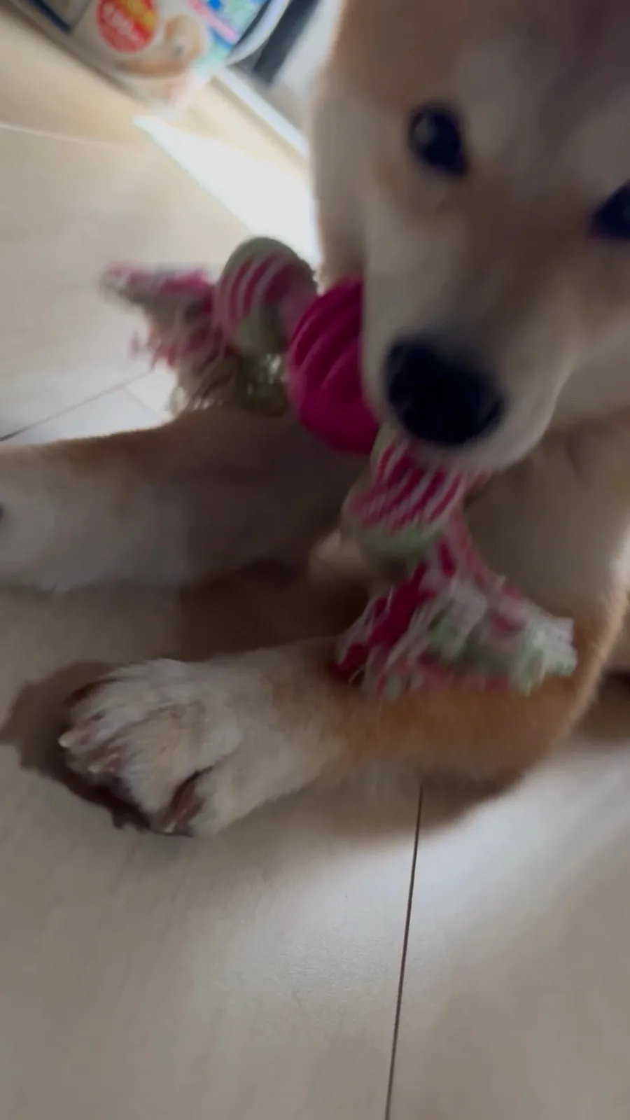 ふだんのベル