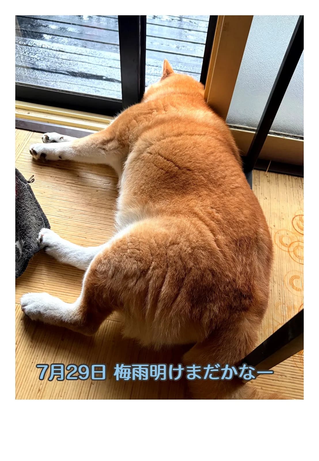柴犬のカットスタイル
