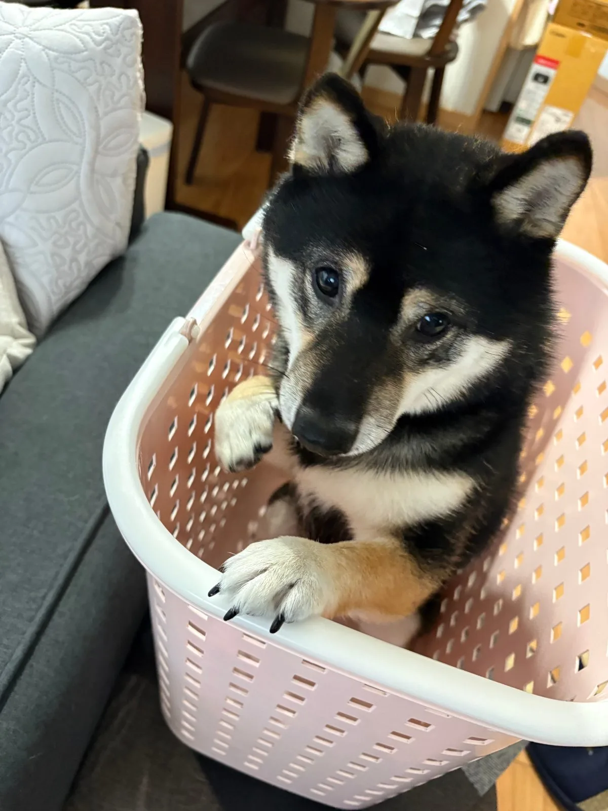 柴犬のカットスタイル