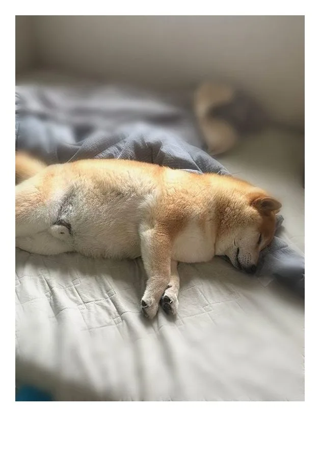 柴犬のカットスタイル