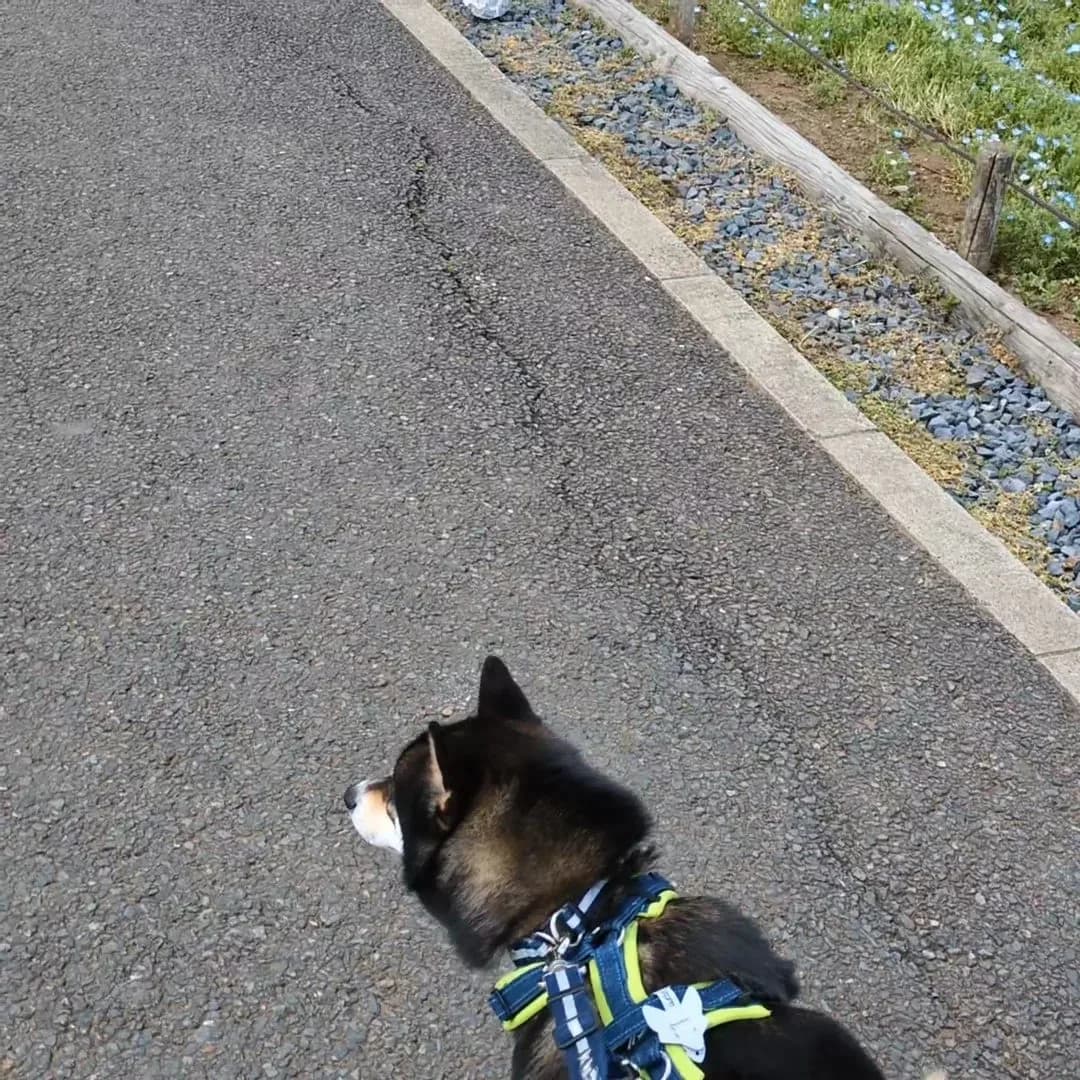 ふだんのごま