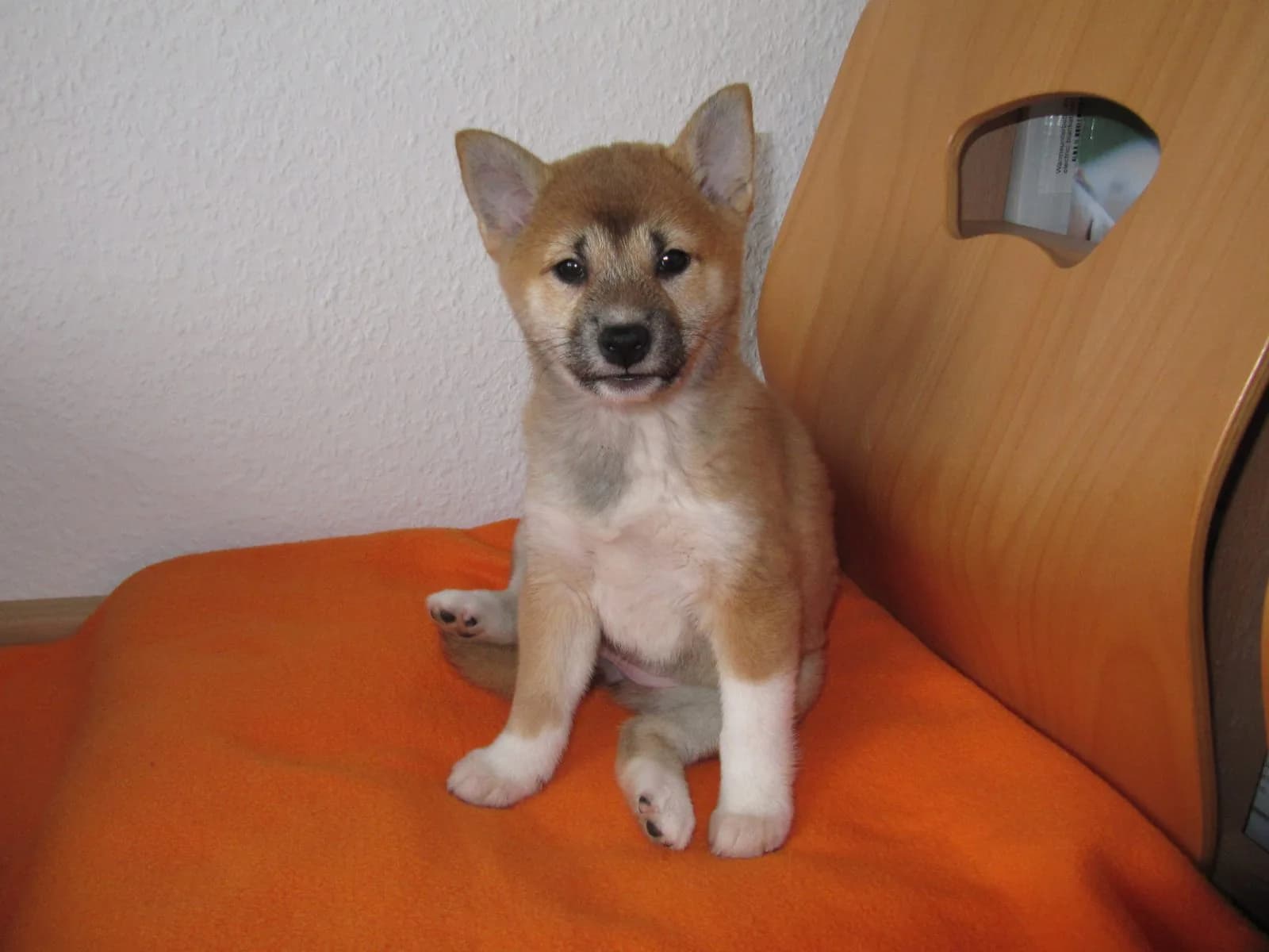 柴犬のカットスタイル