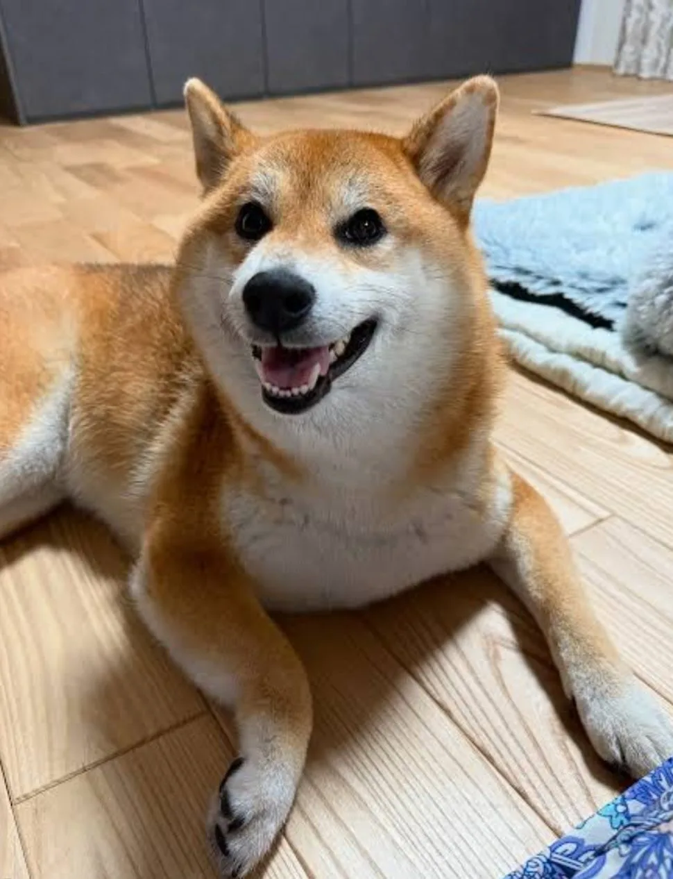 柴犬のカットスタイル