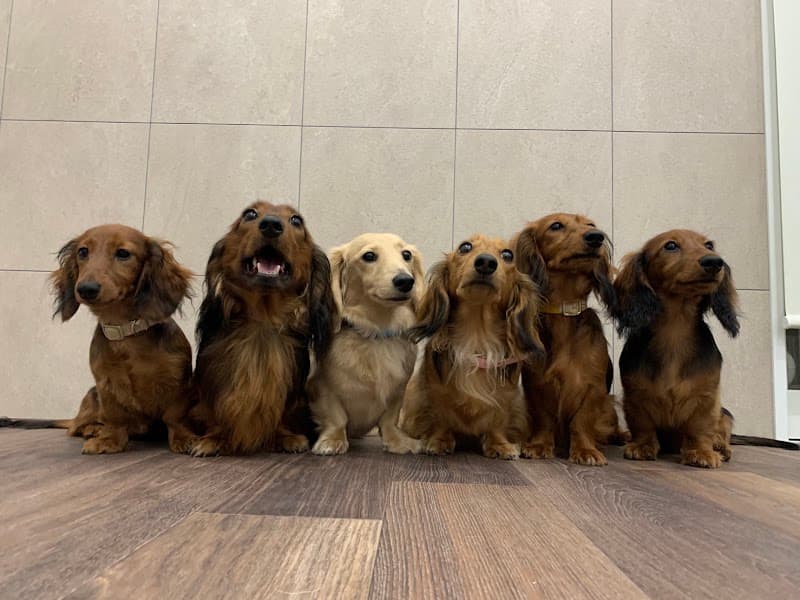 ドッグサロン One care(ワンケア)文京春日の写真
