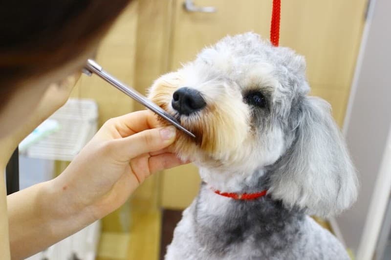 dogsalon and cafe copinの写真1