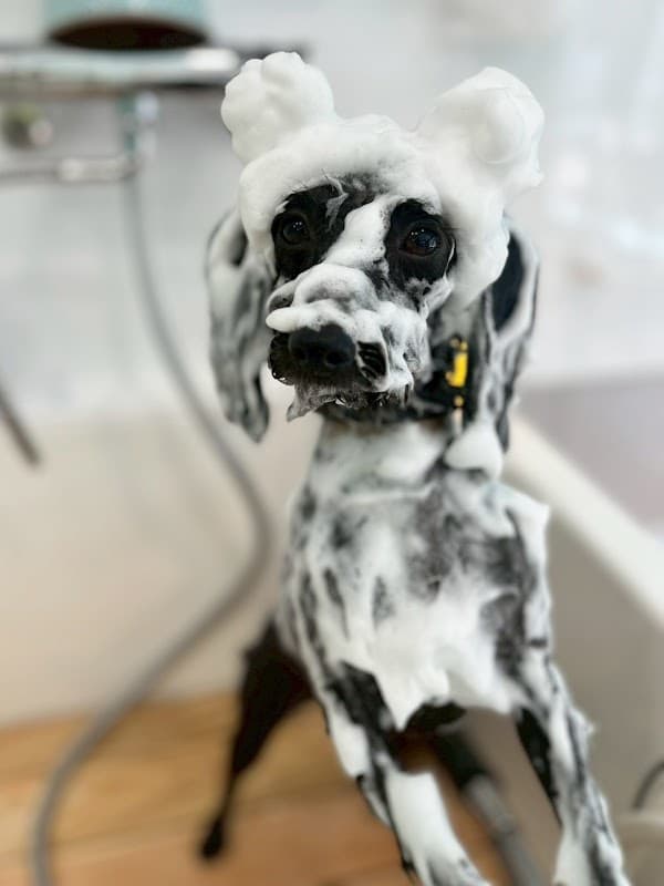 DogsalonSUNNYの写真
