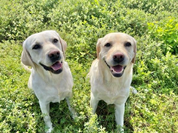 ペットホテル犬の保育園ワンワン🐾の写真