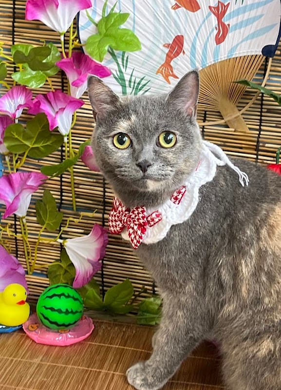 Cat Salon 猫風呂の写真1