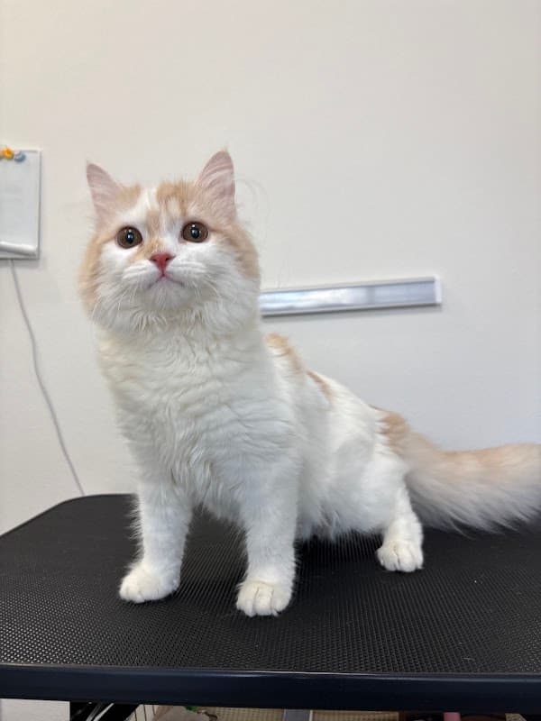 Cat Salon 猫風呂の写真3