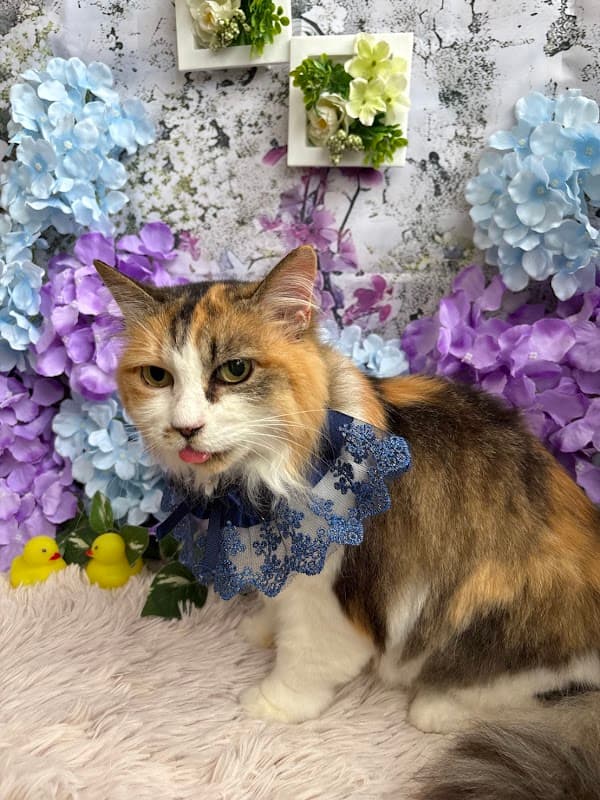 Cat Salon 猫風呂の写真5