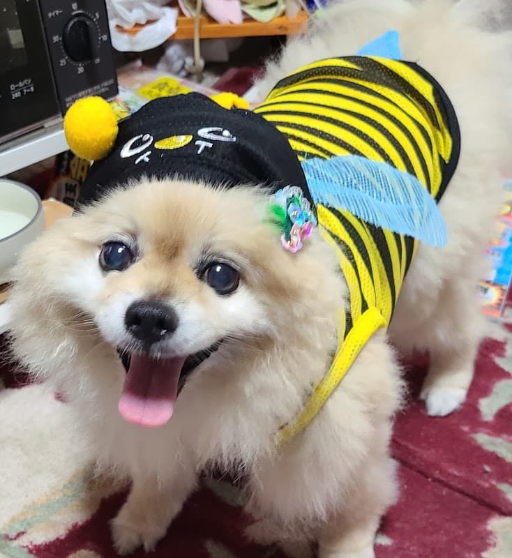 ドッグサロンリンの写真