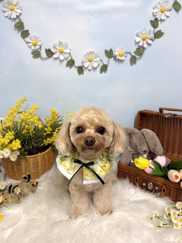 Dog Salon NT | トリミングサロンの写真2