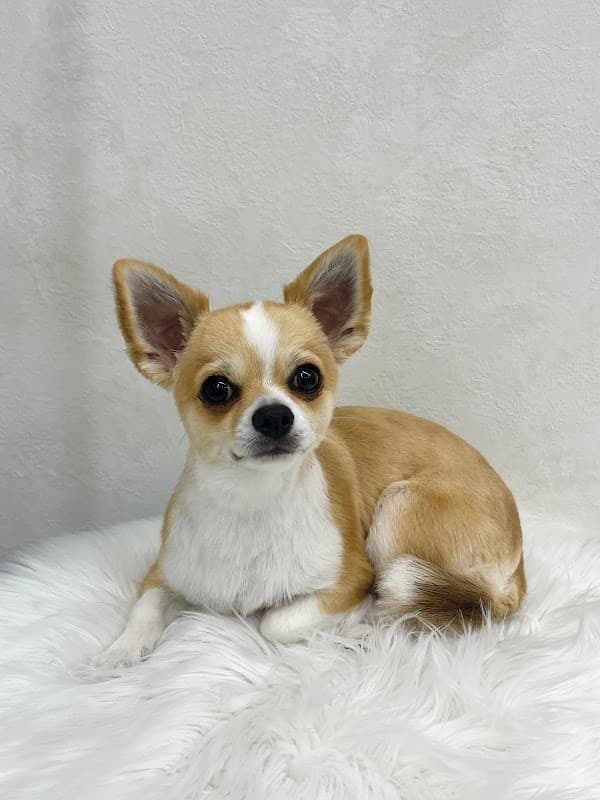Dog Salon NT | トリミングサロンの写真3