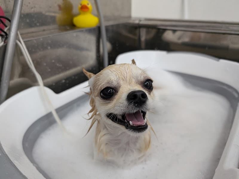 Dog Salon NT | トリミングサロンの写真4