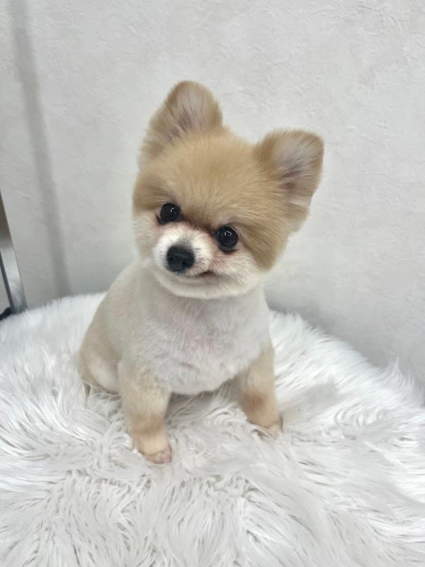 Dog Salon NT | トリミングサロンの写真5