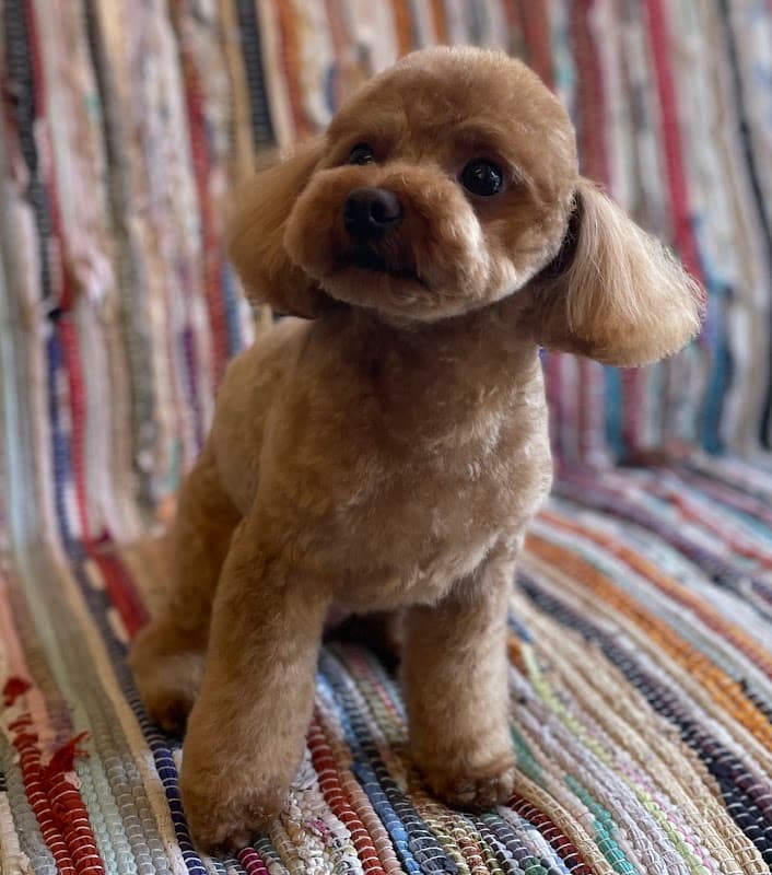 愛犬美容室DOGHOPEの写真
