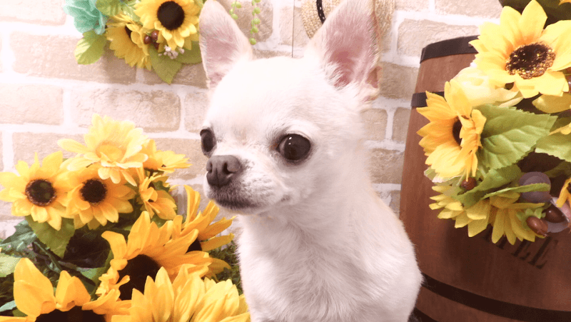 Dog Salon DREAMの写真