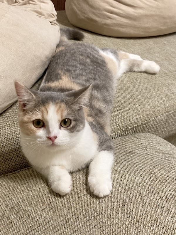 松木犬猫病院の写真
