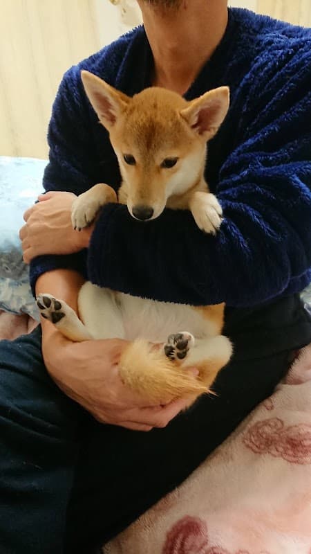 あらきmam動物病院の写真