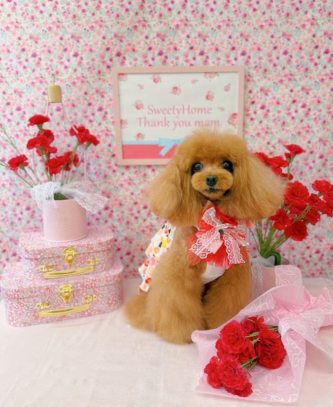 Dog salon POPO 板橋トリミングサロンの店内・トリミングの様子(2枚目)