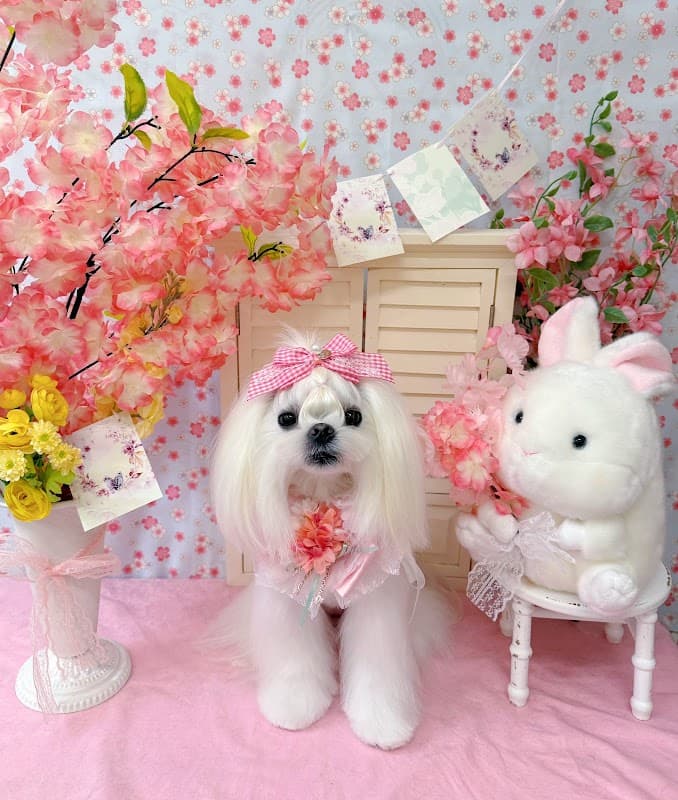 Dog salon POPO 板橋トリミングサロンの写真3