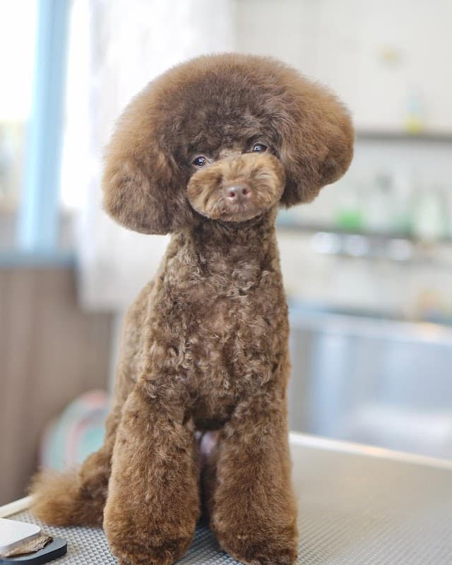 Dog salon Staの写真