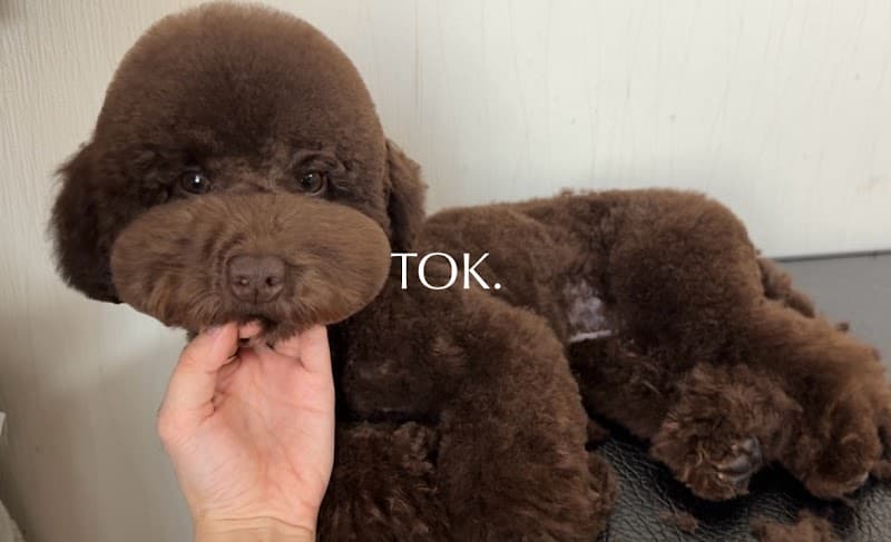 Dogsalon TOK.の写真