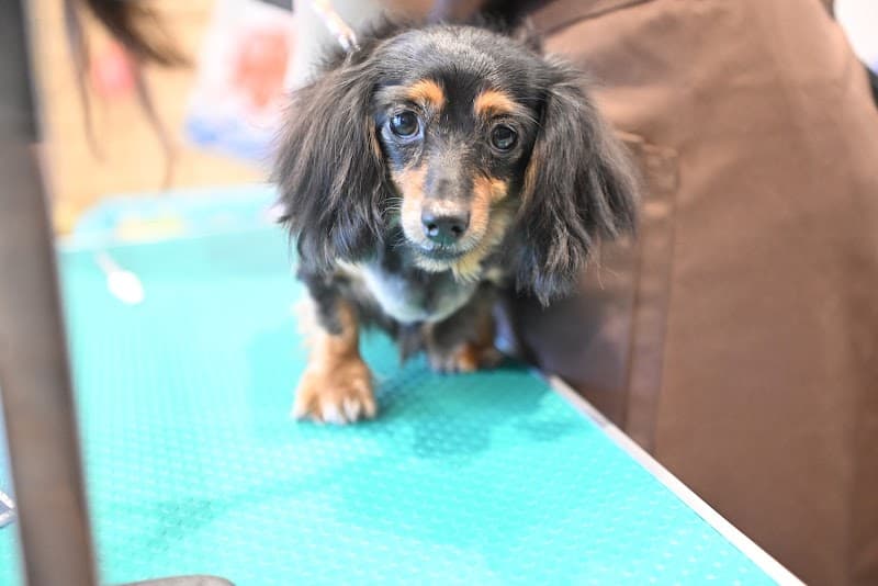 Pet Salon MocoMocoの写真