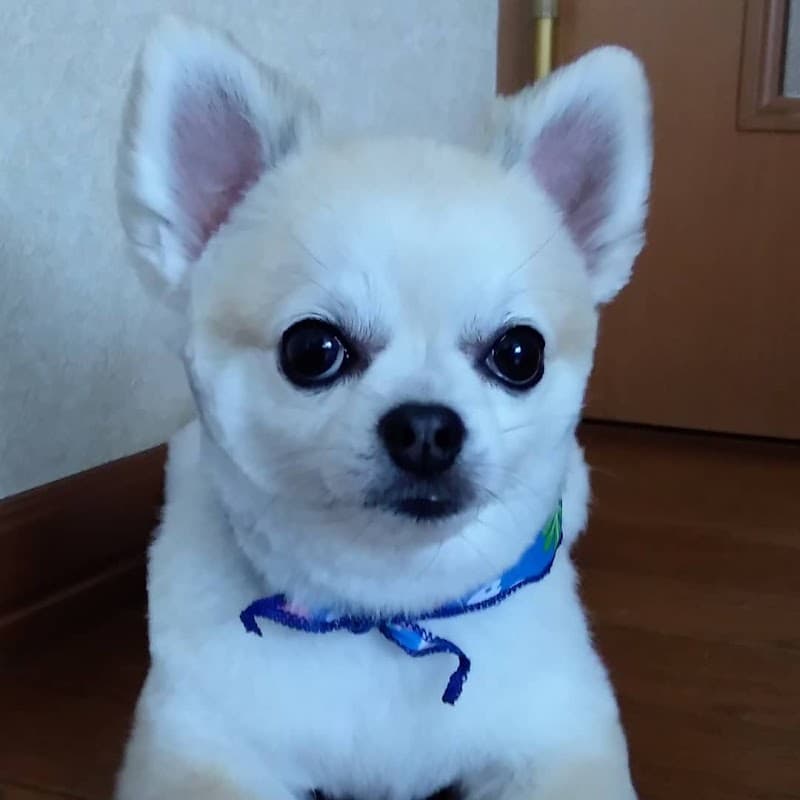 犬の美容室ペーパームーンの写真
