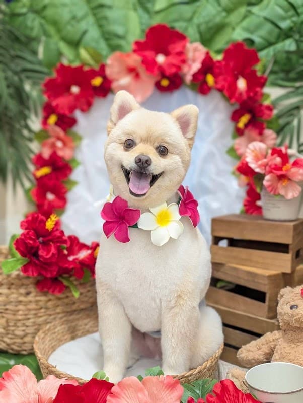 DOGSUITEの写真