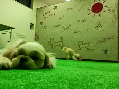 Grand~spa for dogの写真4
