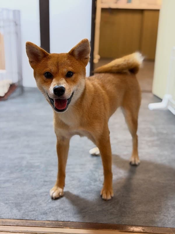 ペットサロン 和恩の写真