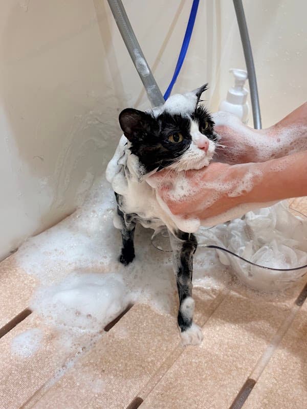 ROPPONMATSU CAT&DOG SALON もふりこの写真