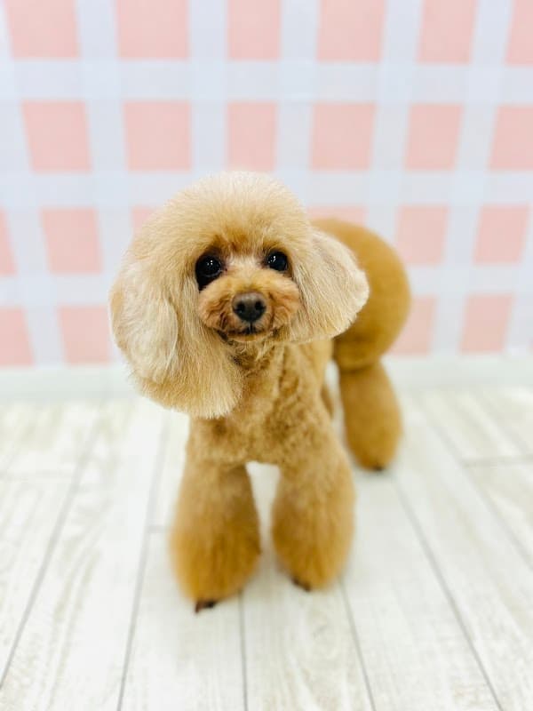 Dog Salon Slow&Easyの写真