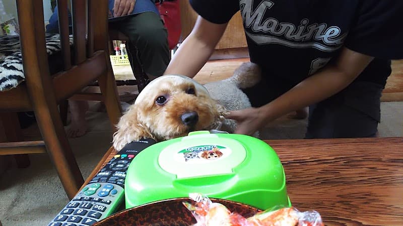ドッグサロン犬とお散歩の写真