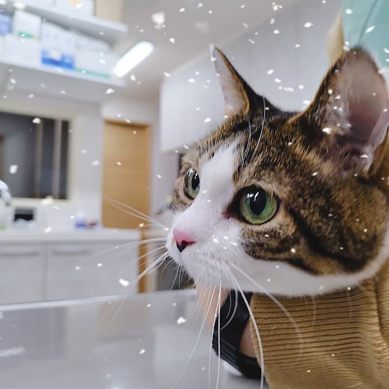 レラ動物病院札幌の写真