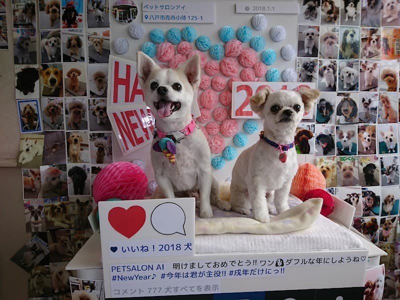 Dog & Cat Pet Salon Aiの写真