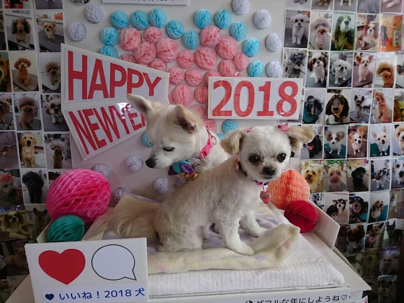 Dog & Cat Pet Salon Aiの写真2