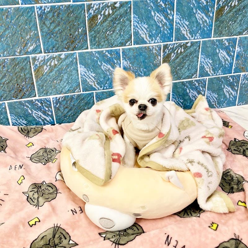 ドッグサロン&ホテル サンタの写真1