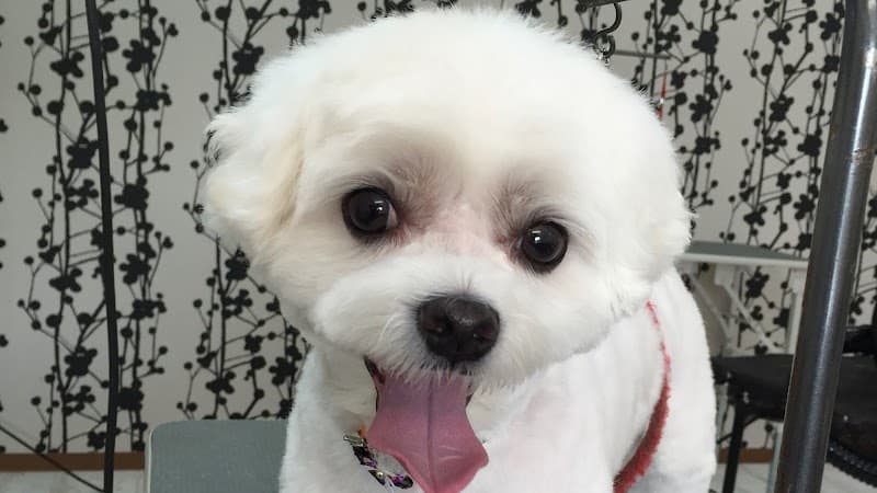 dog salon Qoo 西宮店の写真