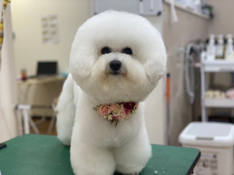 DogSalon PONチセの写真